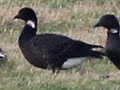 Dark-bellied Brent Goose x Red-breasted Goose hybrid